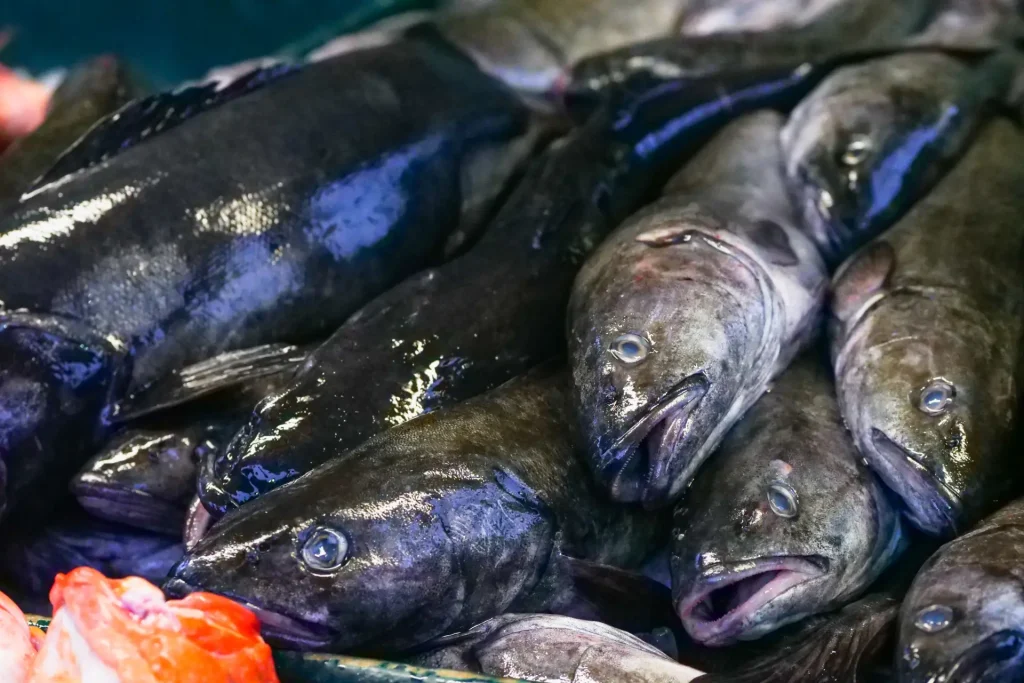 How Fish Scale Collagen Is Produced