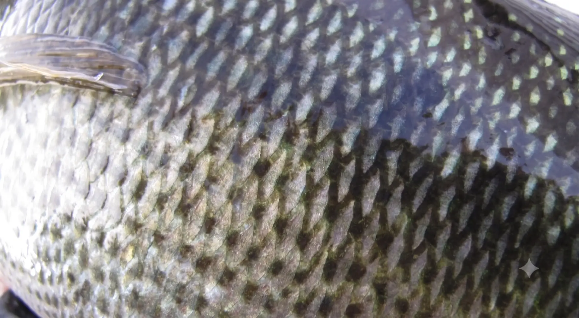 Fish Scale Collagen vs Marine Collagen: Understanding The Difference 2 Fish Scale Collagen Vs Marine Collagen